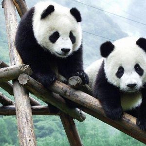 Pandas in Chengdu