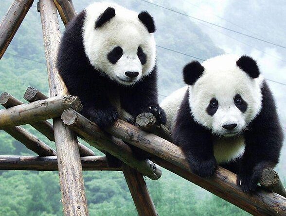 Pandas in Chengdu