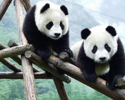 Pandas in Chengdu